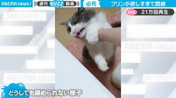 プリン欲しさに飼い主と格闘する猫 “絶対に負けられない”戦いに「こんな攻防戦ならしてみたい」