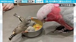 「それ僕のご飯なんだけど…」大きなモモイロインコが、小さなキンカチョウたちに餌を食べられてしまう様子に「心と体のサイズは比例しない」「登場人物全員可愛すぎる」と反響