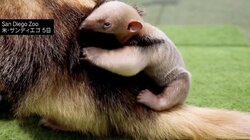 ミナミコアリクイの赤ちゃん誕生、春に生まれたペンギンがプールデビュー アメリカ