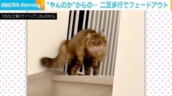 やんのかポーズ→二足歩行でフェードアウト 驚いた猫の“奇妙な動き”が話題に