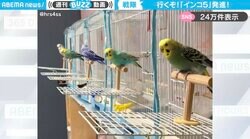 「まるで戦隊ヒーロー！」5羽のインコが勢いよくケージから飛び出す様子に「地球を守るため出動だ！」「ゴーゴーファイブみたい」と話題