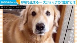 犬「その言葉は聞きたくなかった…」 笑顔→絶望的な表情に一変する瞬間に「なんとわかりやすい」「がんばれー！」と反響