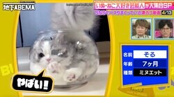 太りすぎて出れにゃい…猫鉢にハマった猫が可愛すぎる