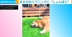 テンションMAX → しょんぼり… ボール遊びをする犬に起きた“悲劇” 急降下していく感情の変化が話題
