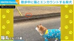 散歩中の柴犬、猫と遭遇し…慌てて“戦闘態勢”になってしまう様子に「時が止まったw」「これはびっくり！」など反響