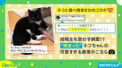 投稿者も思わず興奮!?猫が“挟まった”可愛すぎる姿に「食べちゃいたい！」と反響続々