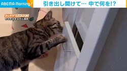「目が点になった」 怖がり猫の“不思議”な行動に飼い主びっくり