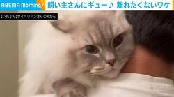 「離れたくにゃい！」シャンプー前にギューッ 猫の“必死の抵抗”に飼い主メロメロ