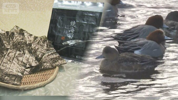 養殖ノリをカモが食い散らかす　損失年間5000万円以上　ドローンで対抗、光で威嚇 1枚目
