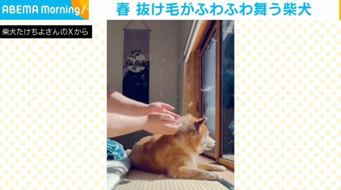柴犬のたけちよくん