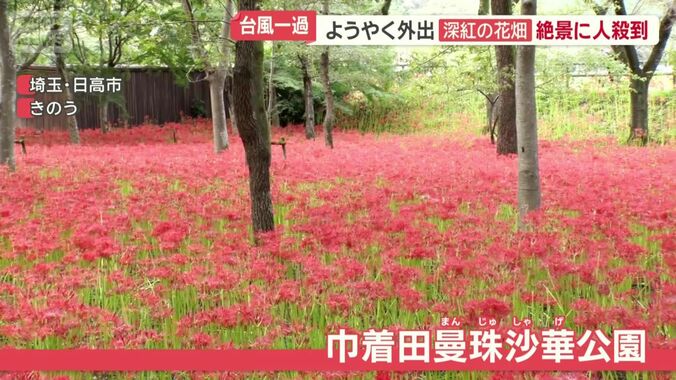 巾着田曼珠沙華公園