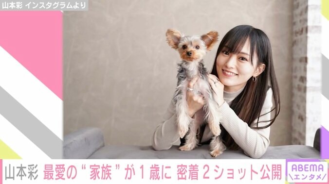 元NMB48山本彩、愛犬が1歳の誕生日を迎えバースデーフォトを公開「全部一生の思い出」 1枚目