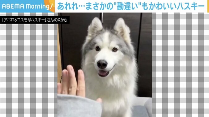 【写真・画像】新しいおやつに興奮しすぎて… まさかの“勘違い”をするハスキーの姿に「かわいいからヨシ！」と反響　1枚目