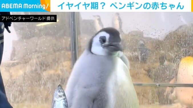 アドベンチャーワールド