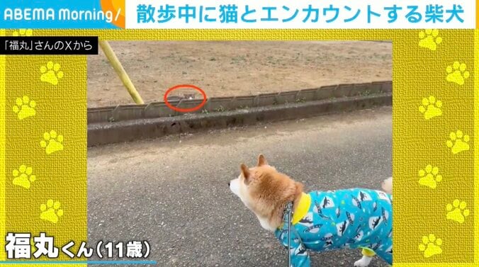 柴犬の福丸くん