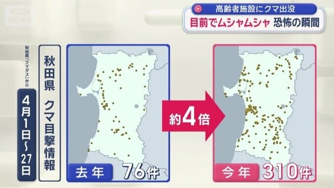去年の約4倍　秋田のクマ目撃情報