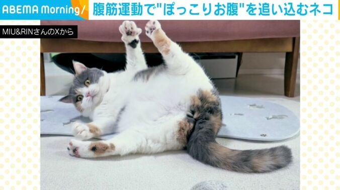 ブリティッシュショートヘアのみゅーちゃん
