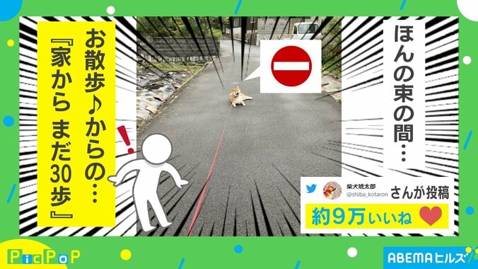 「散歩短すぎ」家から出て30歩で休憩する柴犬 道路で座る姿に「仕事行く前の私」「強い意志を感じる」の声 1枚目