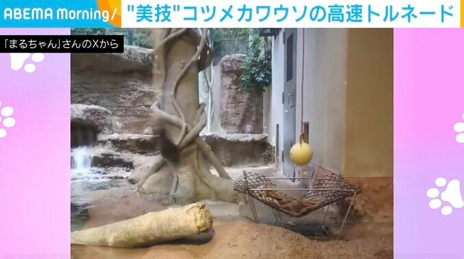 コツメカワウソの風くん