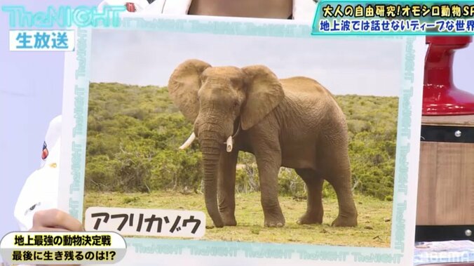 地上の生物が戦ったら生き残るのは？専門家の出した意外な答え 2枚目