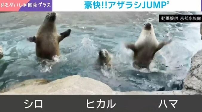 ハマちゃんとヒカルくん