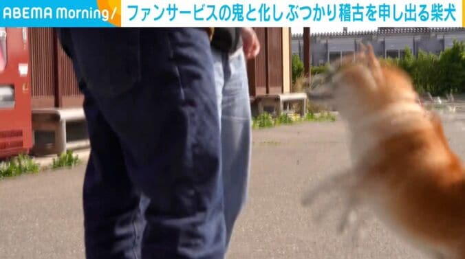 柴犬のらんまるくん