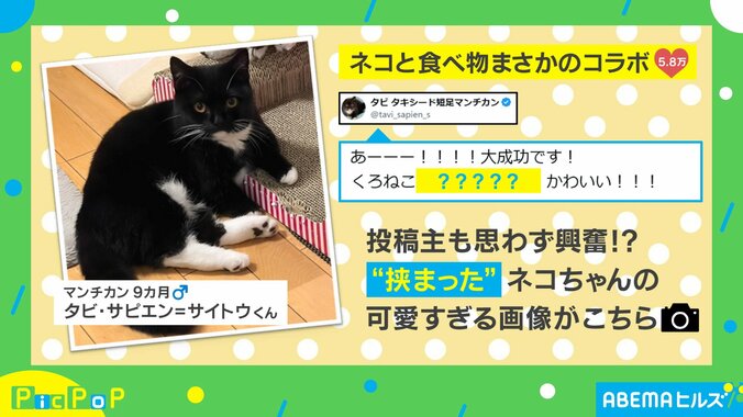 黒猫フルーツサンド