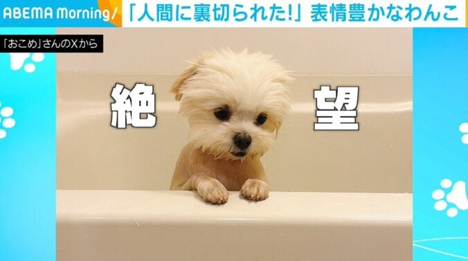 「おこめ」ちゃん
