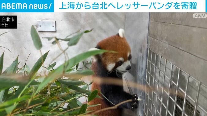 レッサーパンダ