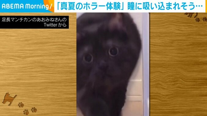 背筋ヒンヤリ!? まるで“ホラー映画”のような黒猫の登場に「こわっ!!!!」「震えちゃいます笑」驚きの声 1枚目