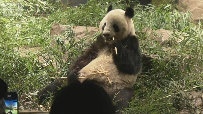 上野の双子パンダが中国到着　日本への渡航自粛要請で見えぬ日中の関係改善 1枚目