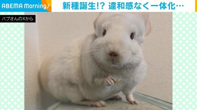チンチラのゆきちゃん（6歳）