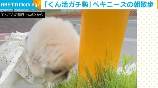ペキニーズのてんてんくん