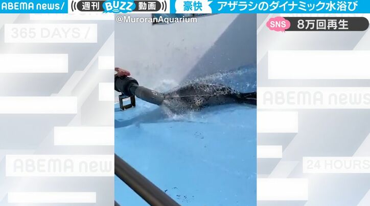 一体、どういう状態！？ 取水口に顔を突っ込んで… アザラシのダイナミックすぎる行動にビックリ仰天