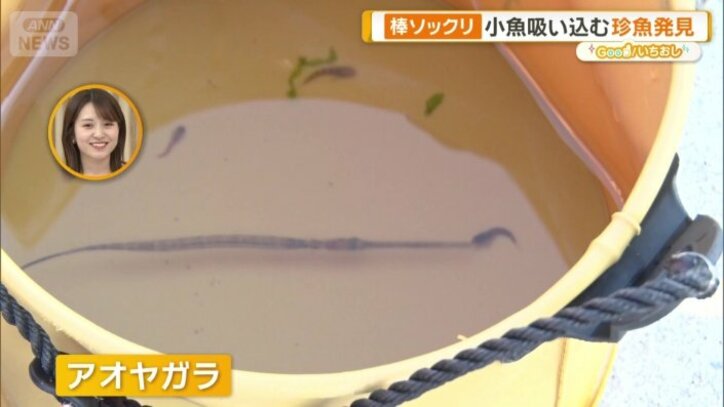 大きくなると1メートルを超える