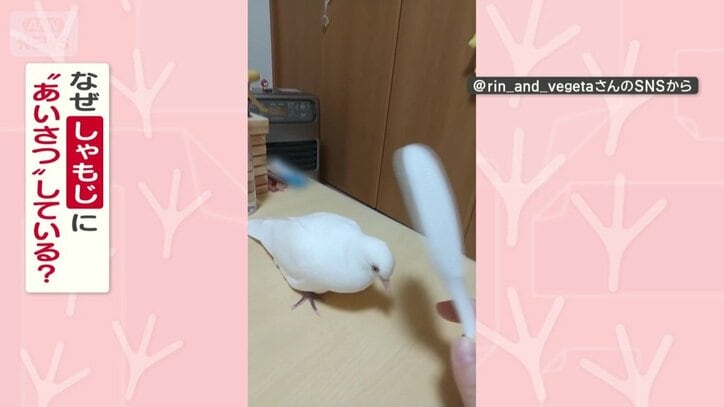 なぜしゃもじにあいさつしてる？