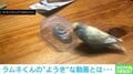 容器の中のオモチャで遊びたいインコ 無事取り出すもまさかの展開でネット民爆笑「オチが本当の落ち」