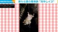 新たな “夏の風物詩” 爆誕！斬新な水浴びをする犬の姿に「何気なく見てたら衝撃映像」「気持ち良さそう」と話題