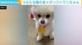 生後5カ月で左前足を失ったポメラニアン 飼い主が愛情の“金メダル”