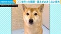 お座りしながらも震えが止まらない!シャンプーが苦手な柴犬の姿に「頑張ってね」「抱っこして励ましてあげたいっ」と反響続々