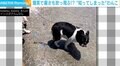 噴水で何してるの?ワンコの“珍行動”を捉えた飼い主爆笑「水遊びが好きなのはわかってたが」