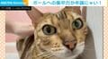 ボールへの集中力が半端ない猫に「これはニャホン代表」「癒される〜」など反響