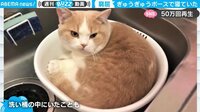 猫が行方不明！？ 焦った飼い主…驚きの発見場所が「そこに居たのかｗ」ネットで話題 【ABEMA TIMES】