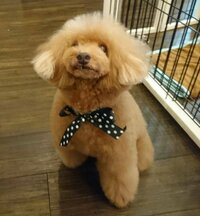 大島奈保美『ブルーインパルス』