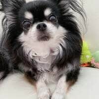 小柳ルミ子『副反応』