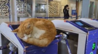 【映像】イスタンブール名物の駅改札ネコ