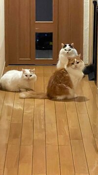 キャシー中島『今年もよろしくお願いします』