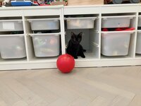 アレクサンダー『のんちゃん　カンカン‼️激おこ』