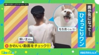 見たい柴犬VS阻止する飼い主!全身を使った“かわいい執念”に「ずっと見てられるw」など爆笑の声
