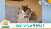 【映像】おやつを待ちきれず床“ダンッ”する犬